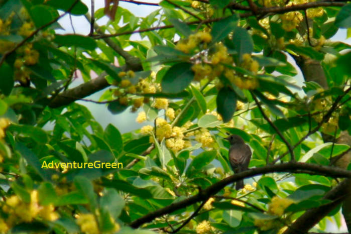 Asian brown flycatcher in Vietnam