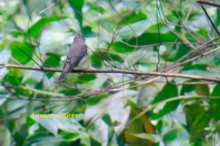 Asian brown flycatcher in Vietnam
