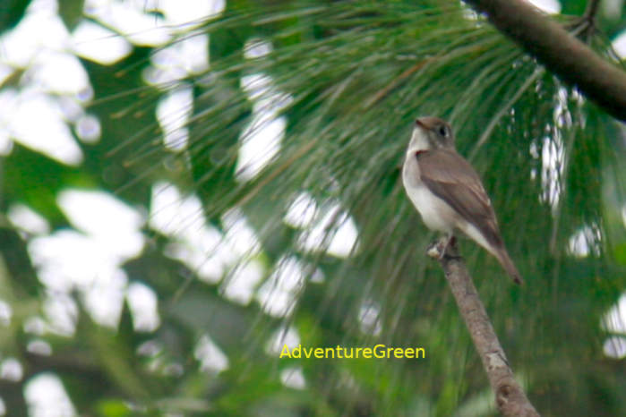Asian Brown Flycatcher