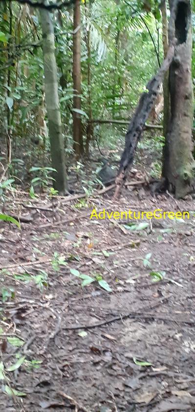 An Indochinese blue flycatcher at Cat Tien National Park, Vietnam
