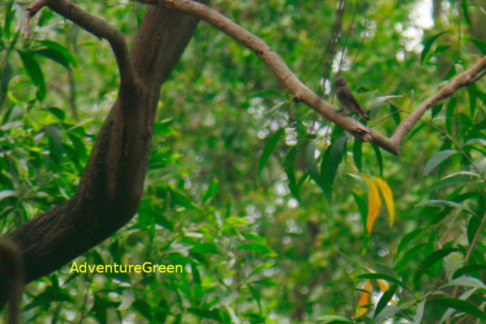 Dark-sided Flycatcher (Siberian Flycatcher)