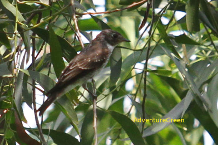 Siberian flycatcher in Vietnam