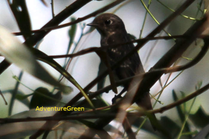 Siberian flycatcher in Vietnam