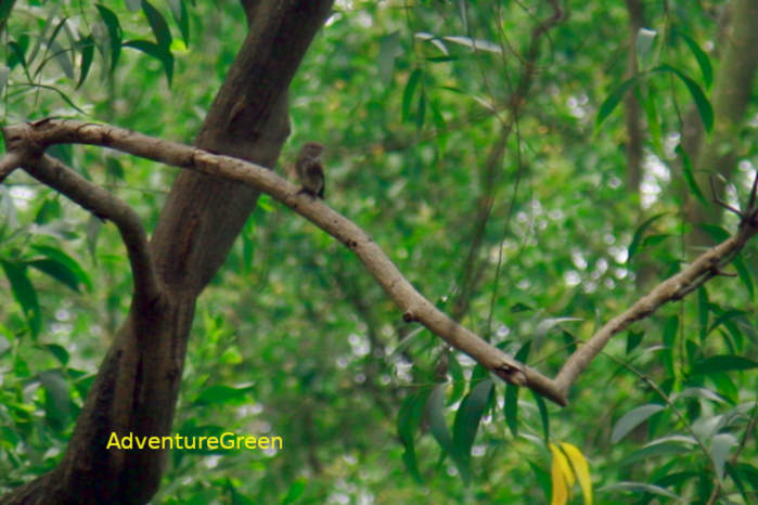 Muscicapa