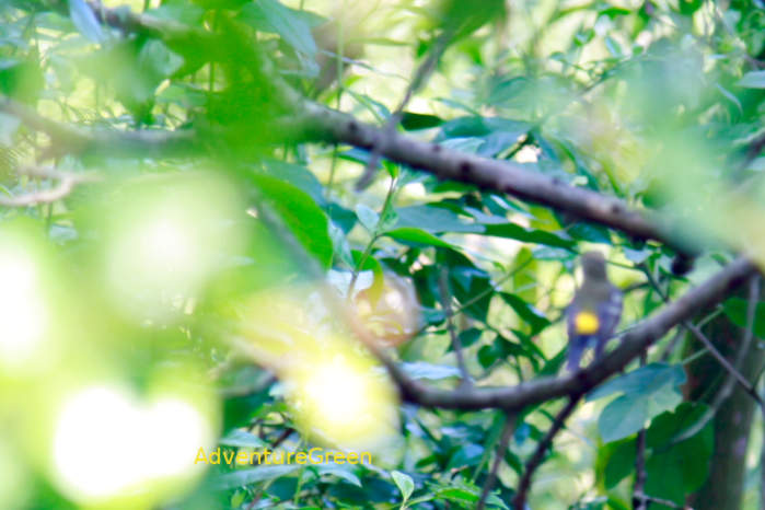 Green-backed Flycatcher in Vietnam