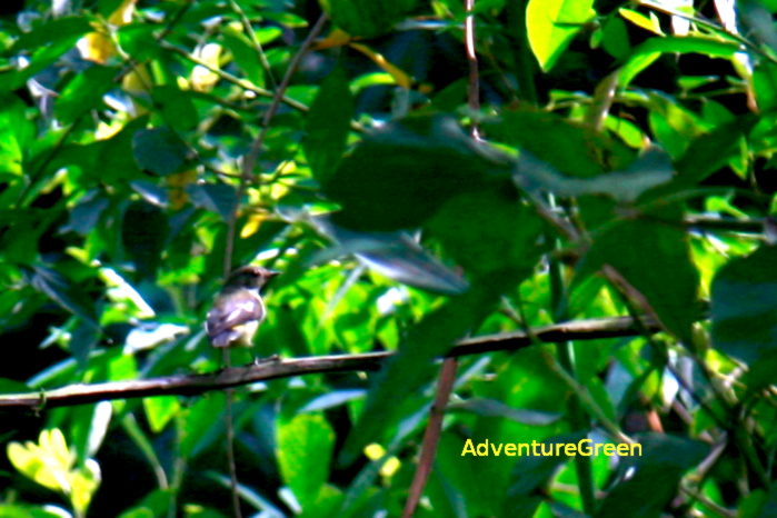 Green-backed flycatcher in Vietnam