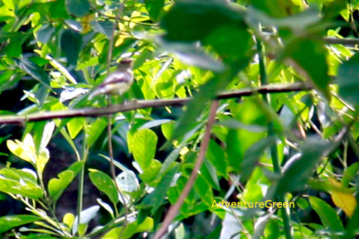 Green-backed flycatcher in Vietnam