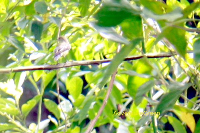 Green-backed flycatcher in Vietnam