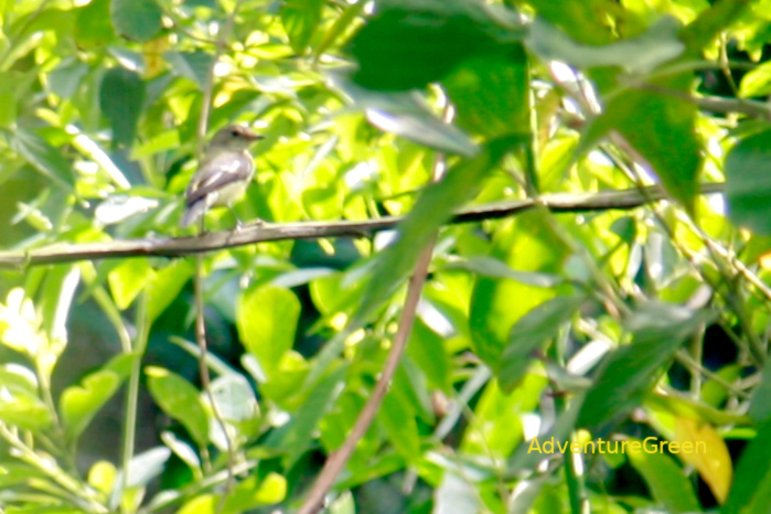 Green-backed flycatcher in Vietnam