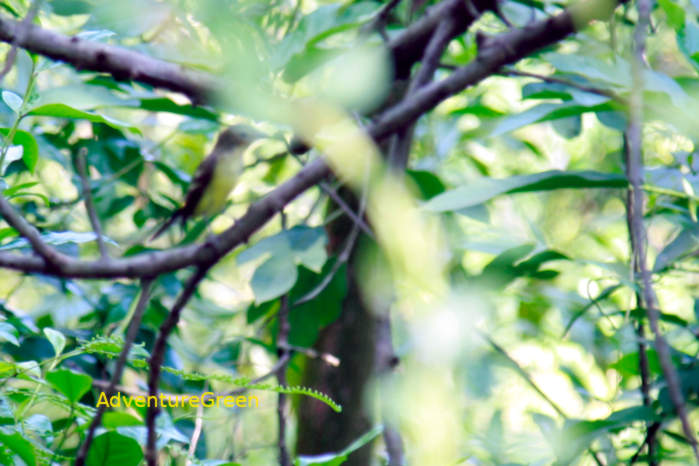 Green-backed flycatcher in Vietnam