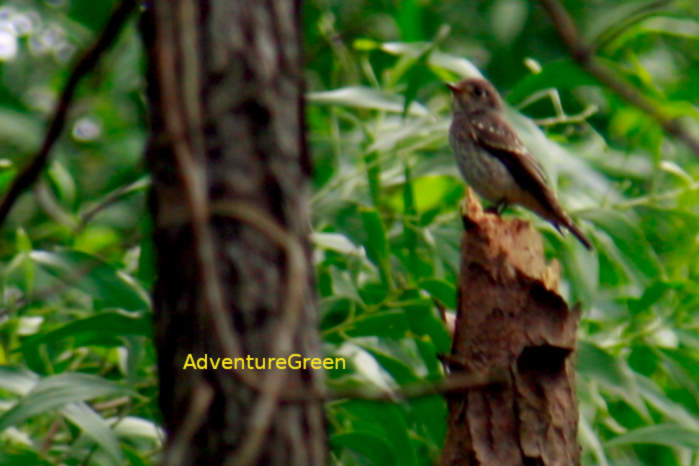 Grey-streaked Flycatcher