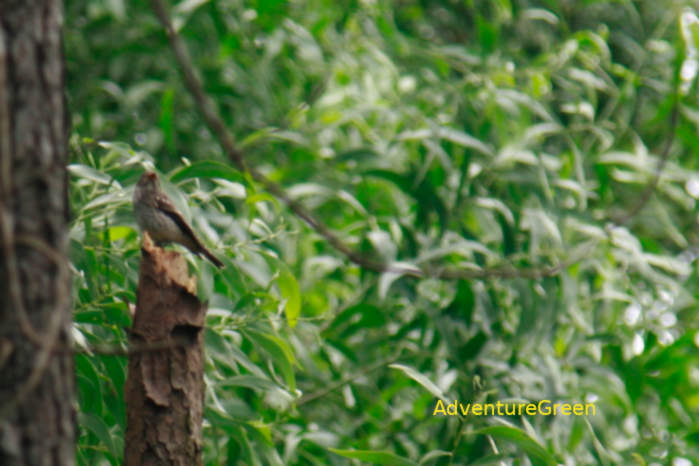 Grey-streaked flycatcher in Vietnam