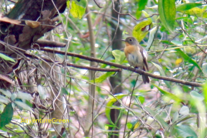 Mugimaki Flycatcher in Vietnam