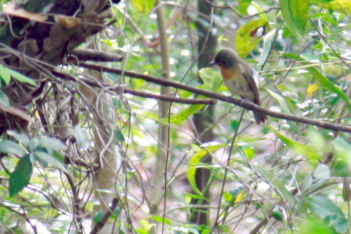 Mugimaki Flycatcher in Vietnam