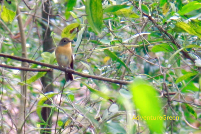 Mugimaki Flycatcher in Vietnam