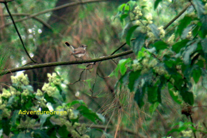 A female red-breasted flycatcher