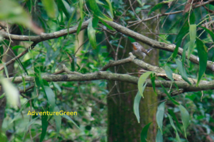 Red-breasted flycatcher in Vietnam