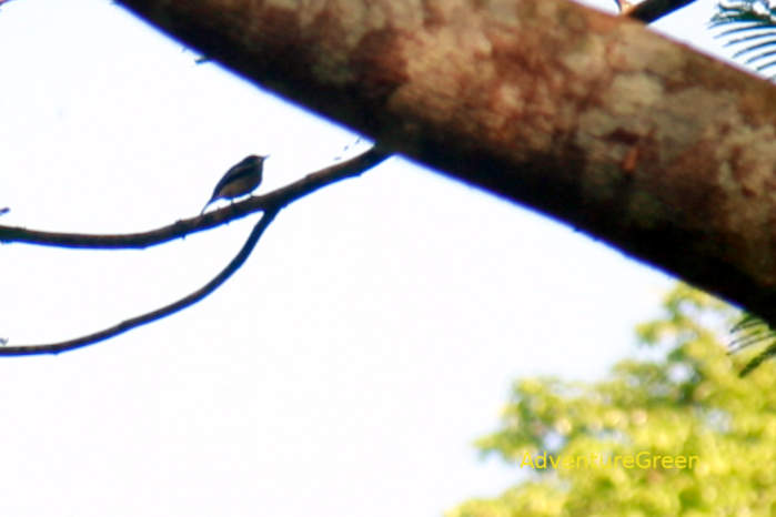 Bar-Winged Flycatcher-Shrike in Vietnam