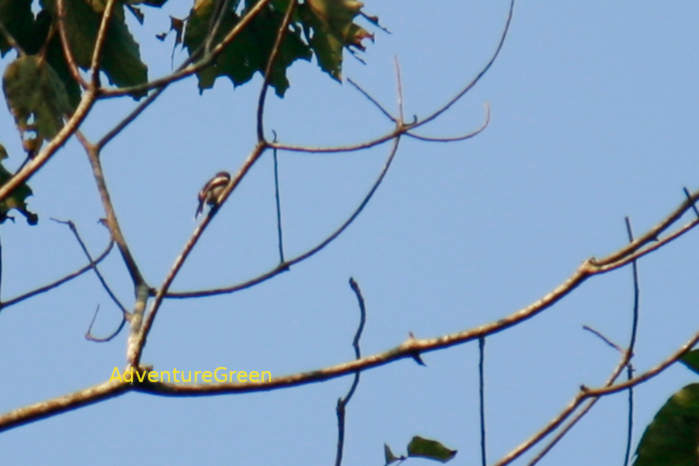 Bar-Winged Flycatcher-Shrike in Vietnam