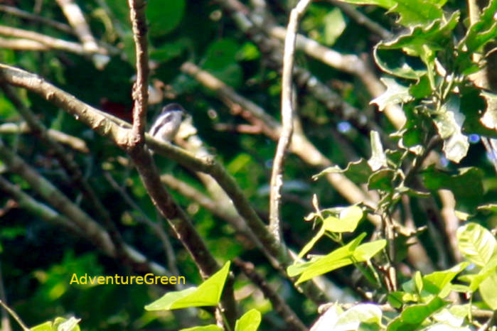Bar-Winged Flycatcher-Shrike in Vietnam