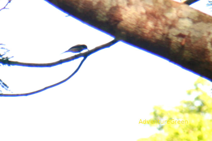 Bar-Winged Flycatcher-Shrike in Vietnam