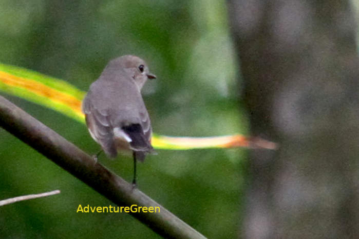 Taiga flycatcher in Vietnam