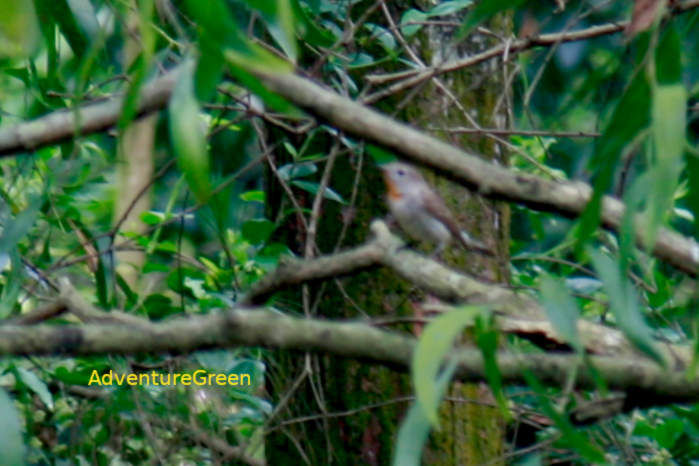 Taiga flycatcher in Vietnam