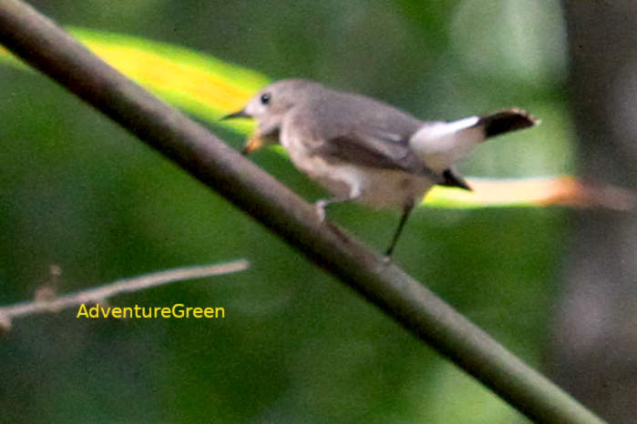 Taiga flycatcher in Vietnam