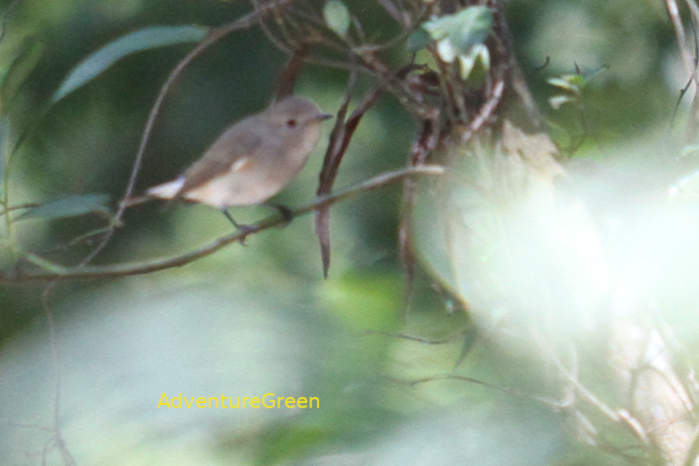 Taiga flycatcher in Vietnam