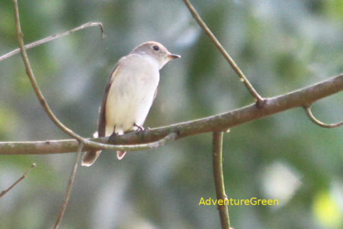 Taiga flycatcher in Vietnam