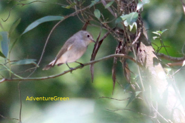 Taiga flycatcher in Vietnam