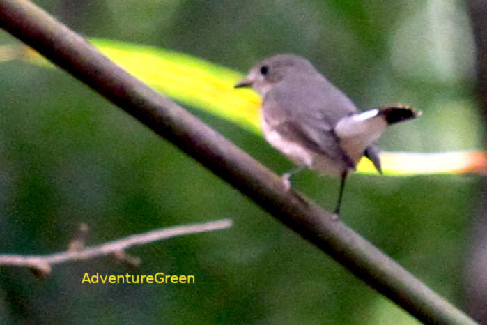 Taiga flycatcher in Vietnam