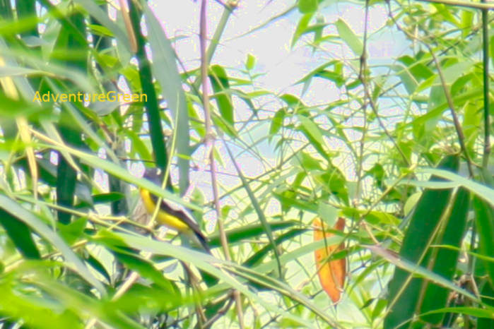 Yellow-rumped flycatcher in Vietnam