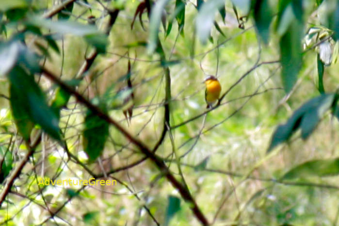 Yellow-rumped flycatcher in Vietnam, getting ready for nesting and mating in May