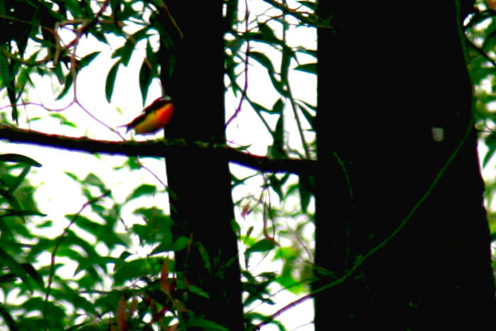 Vietnam Birding Tours, Bird Tours, Bird Watching Vietnam