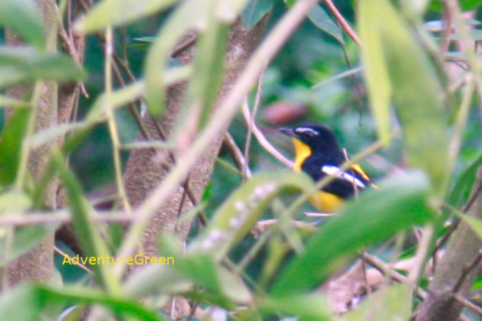Yellow-rumped flycatcher in Vietnam