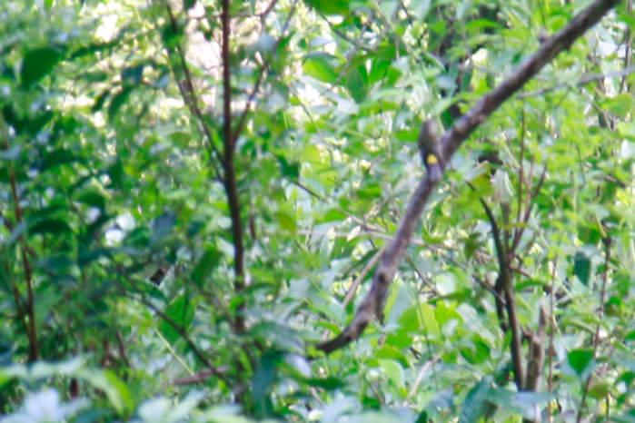Yellow-rumped flycatcher in Vietnam, female