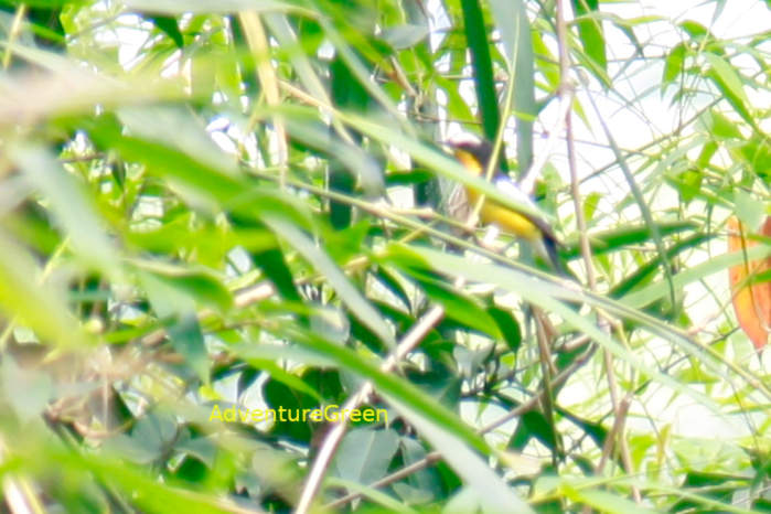 Yellow-rumped Flycatcher
