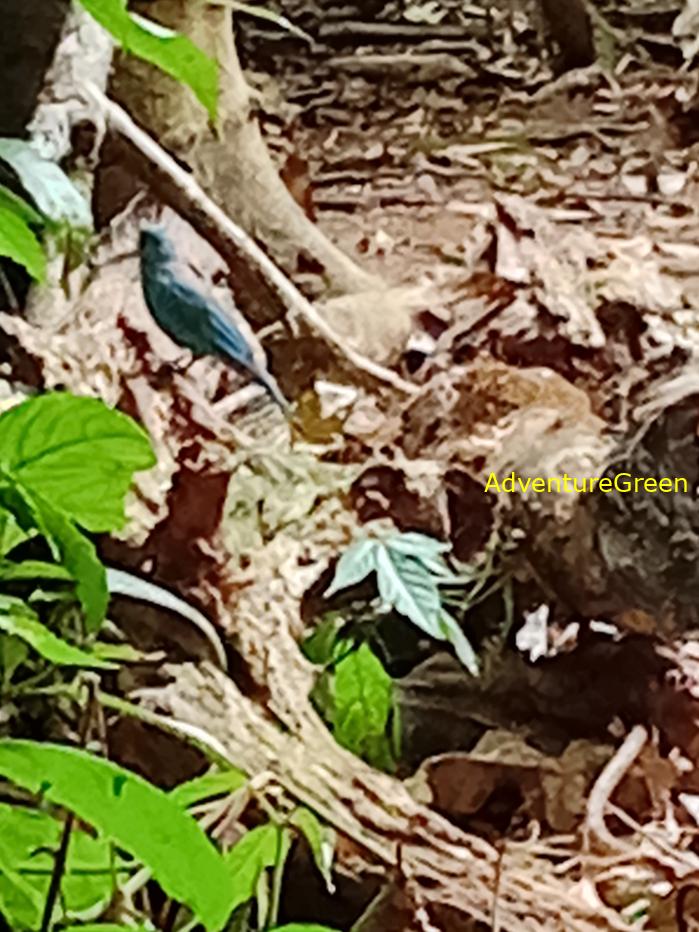 Verditer flycatcher