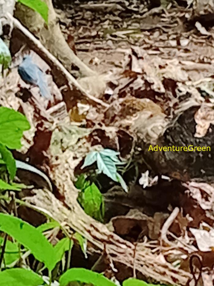 Verditer flycatcher