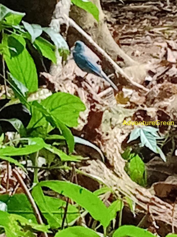 Verditer flycatcher