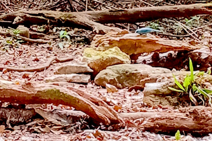 Verditer Flycatcher in Vietnam
