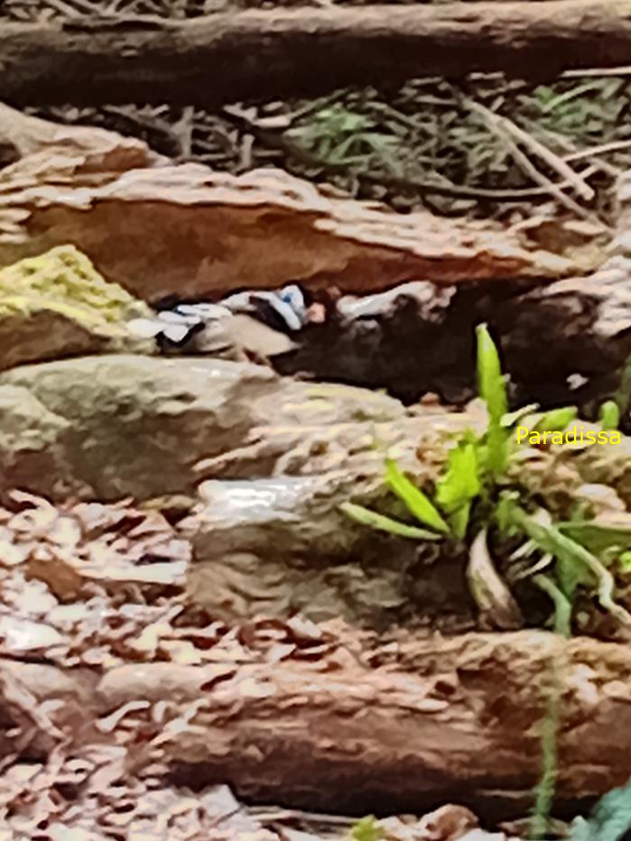 Spotted forktail Spotted forktail