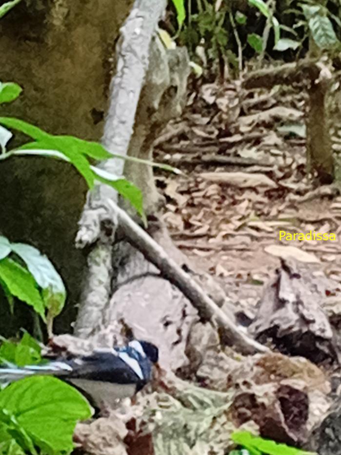 Spotted forktail Spotted forktail