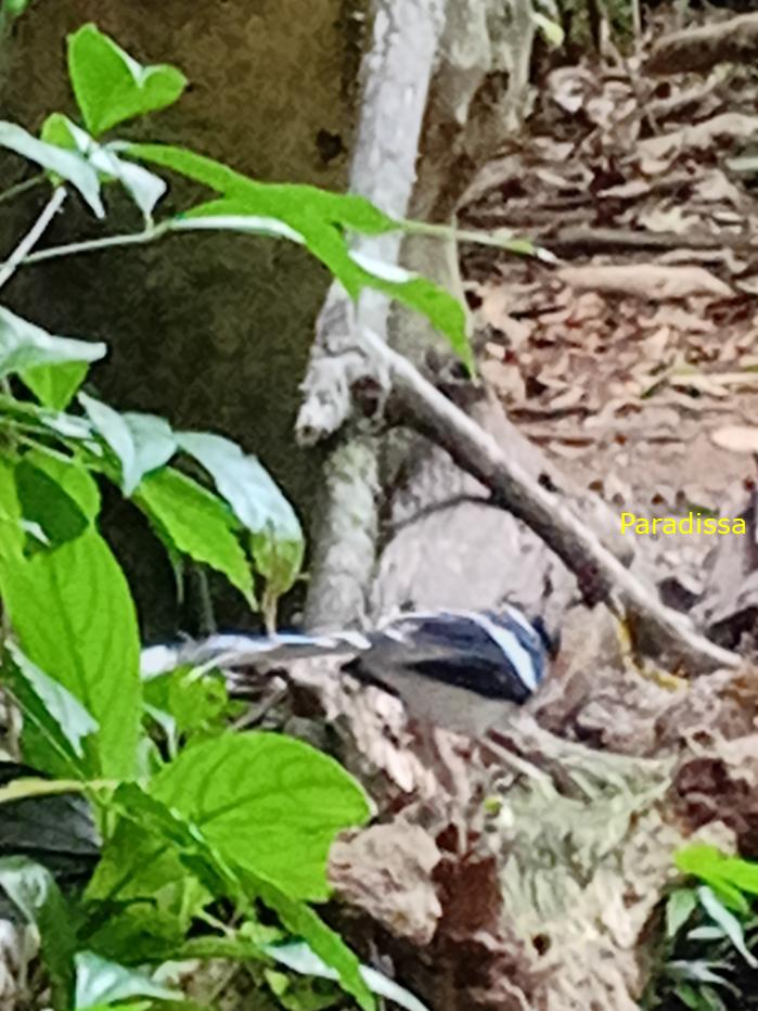 Spotted forktail Spotted forktail