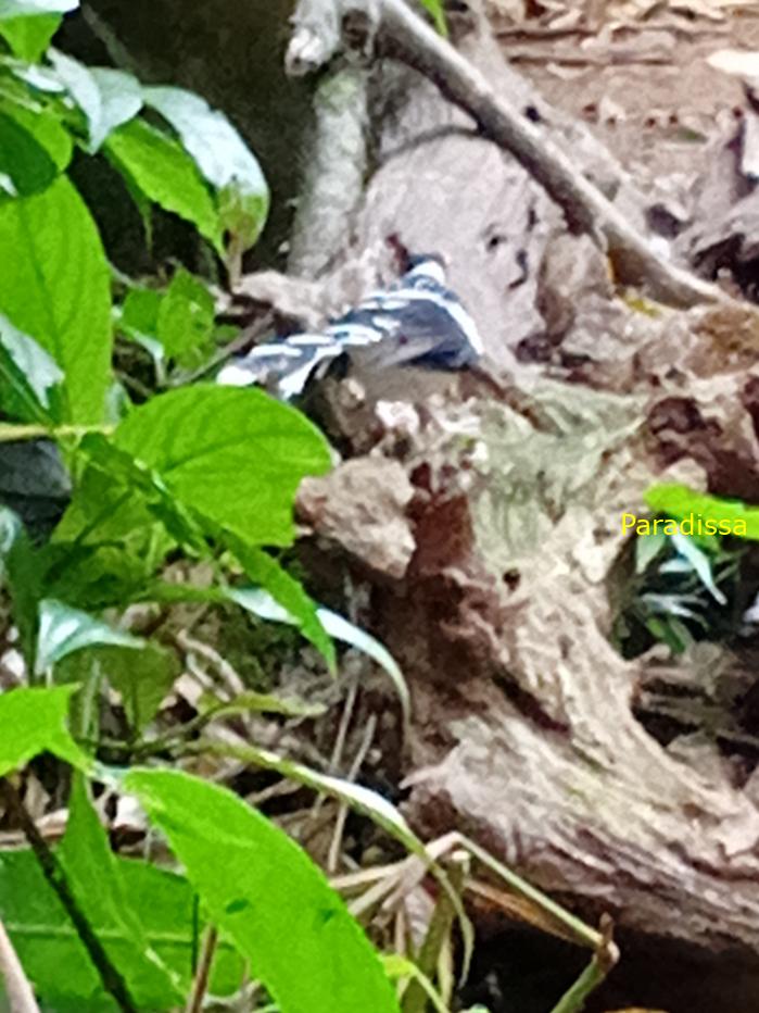 Spotted forktail Spotted forktail