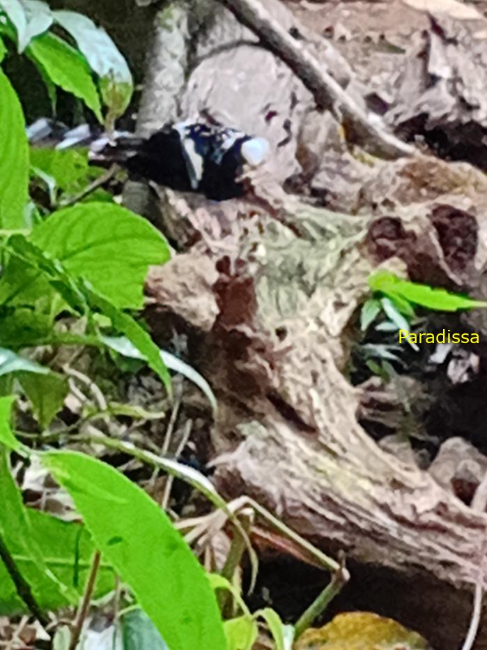 Spotted forktail Spotted forktail