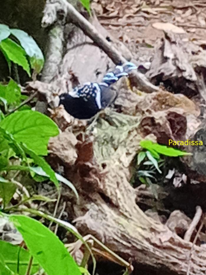 Spotted forktail Spotted forktail