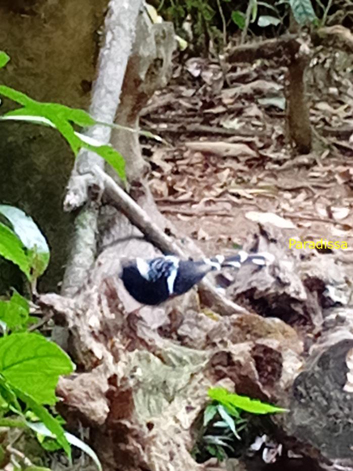Spotted forktail Spotted forktail