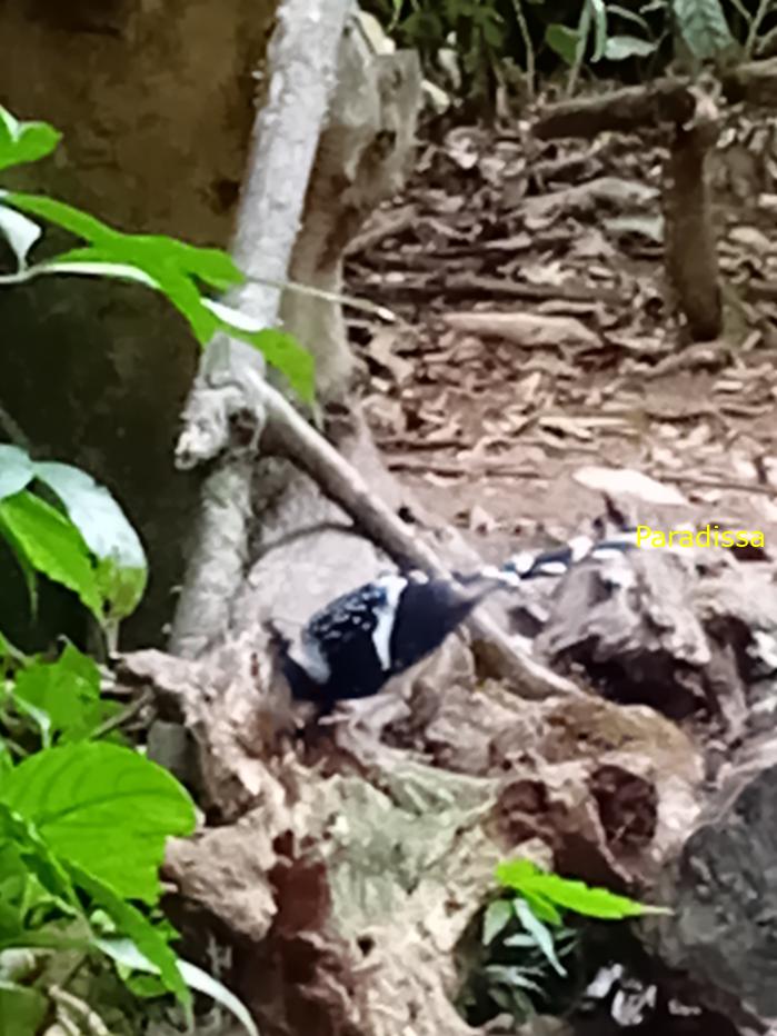 Spotted forktail Spotted forktail